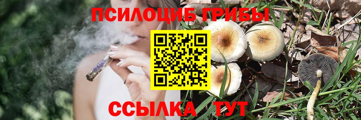 купить закладку  Псилоцибиновые грибы MAGIC MUSHROOMS  Вход с VPN  Майкоп  Псилоцибиновые грибы Cubensis 